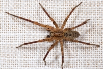 La Zoropse  pattes pineuses. Un mle (Araneae - Zoropsidae - Zoropsis spinimana)